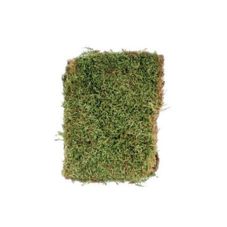 50g di Muschio Organico Secco