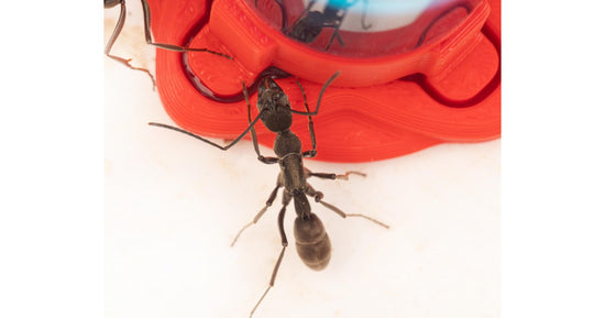 Abbeveratoio per formiche dalla mascella lunga (10ml)