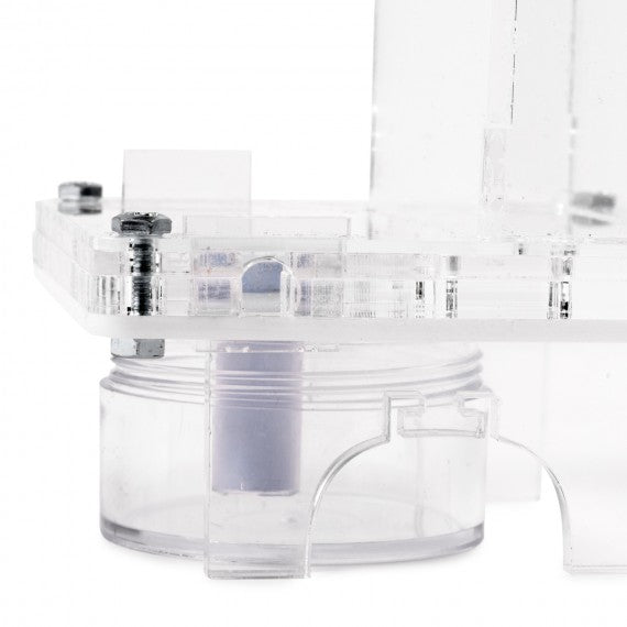 AntHouse 10x10x1,3 cm con scatola grande - Tipo di fungo