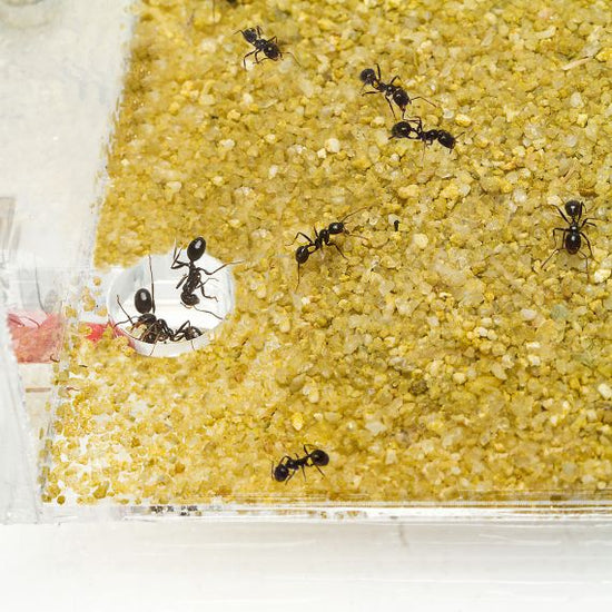 AntHouse-Acri 20x15x1,5 (Con Area di Foraggiamento e Strato di Gesso)