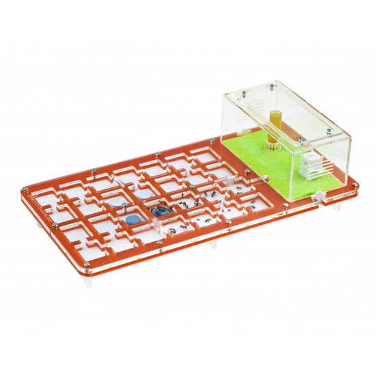 AntHouse-Acri 40x20x1,5 (Tipo Fungo, Con Area di Foraggiamento)