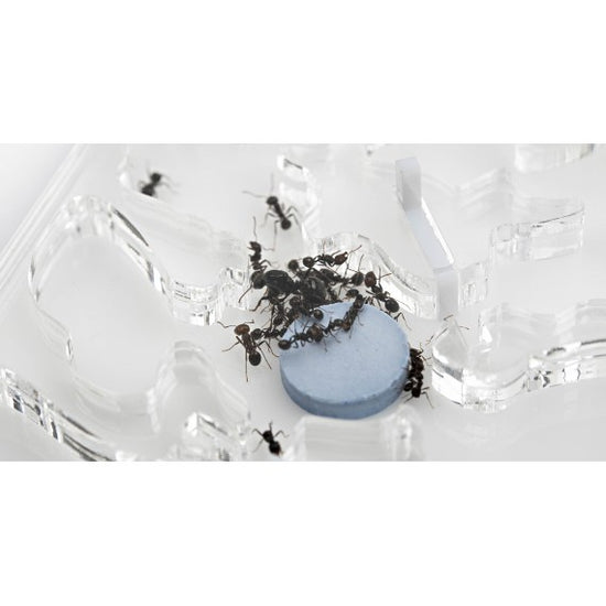 AntHouse-Hori-Acri 10x20x1(Tipo Fungo)