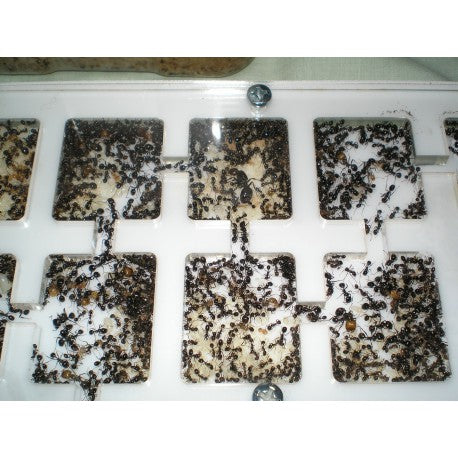 AntHouse-Hori-Acri 20x15x1,5 (Tipo Fungo, Con Area di Foraggiamento)