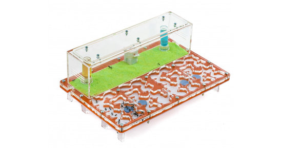 AntHouse-Hori-Acri 20x30x1,5 (Tipo Fungo, Con Area di Foraggiamento)