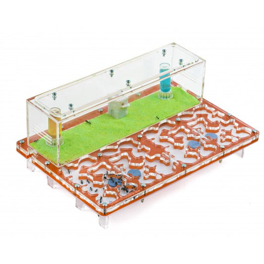 AntHouse-Hori-Acri 20x30x1,5 (Tipo Fungo, Con Area di Foraggiamento)