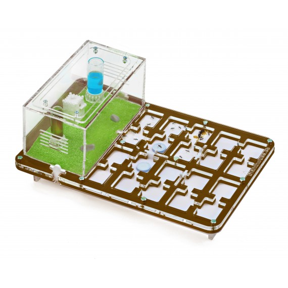AntHouse-Hori-Acri 30x20x1,5 (Tipo Fungo, Con Area di Foraggiamento)