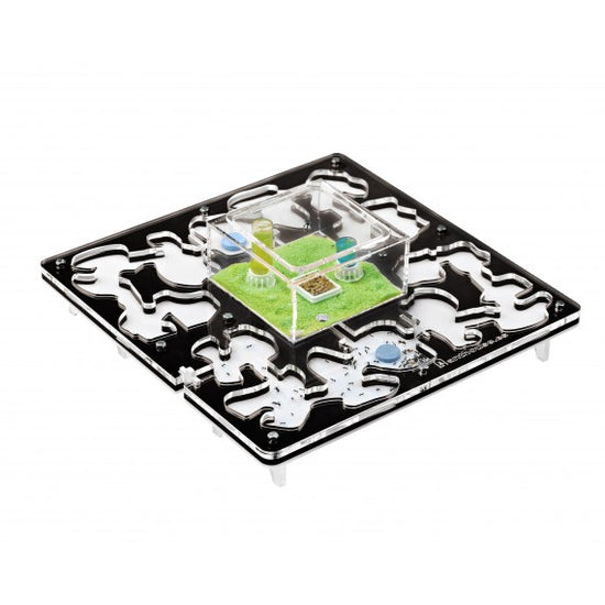 AntHouse-Hori-Acri 30x30x1,5 (Tipo Fungo, Con Area di Foraggiamento)