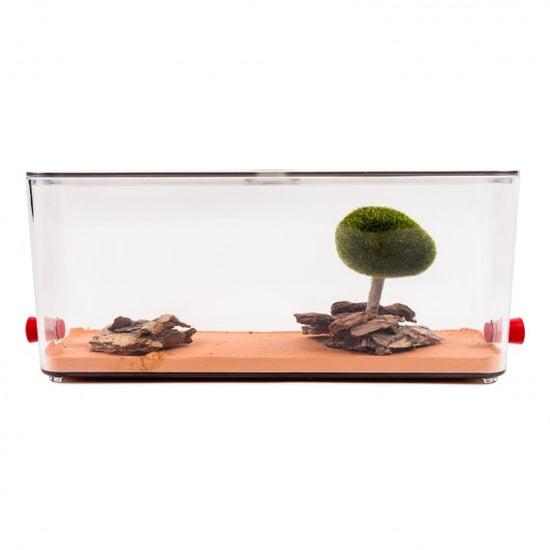 Anthouse - Scatola per foraggio decorata