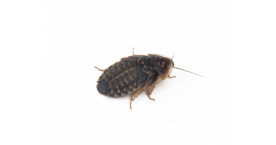 Blaptica Dubia