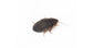 Blaptica Dubia