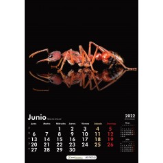 AntHouse 10x10x1,3 cm con scatola grande - Tipo di fungo