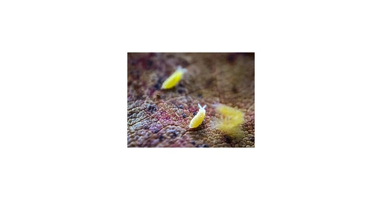 Ceratophycella sp., collembolo, lilla "giallo albino" 250 cc