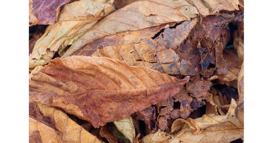 Chestnut Leaves 500cc