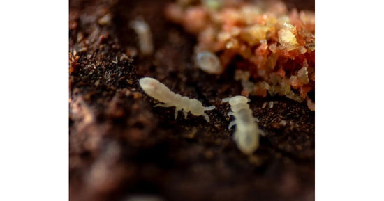 Colembolos Onychiuridae sp "Snowflakes" 150cc