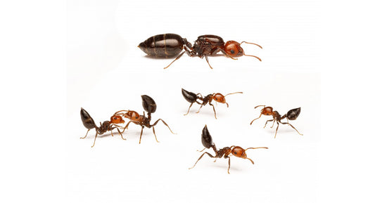 Colonia de Crematogaster scutellaris