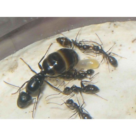 Colonia di Camponotus aethiops