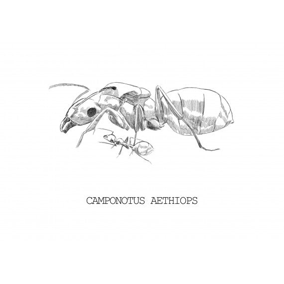 Colonia di Camponotus aethiops