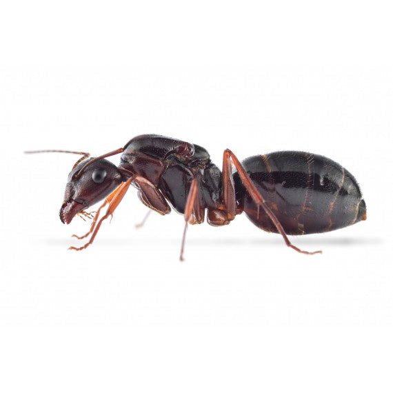 Colonia di Camponotus aethiops