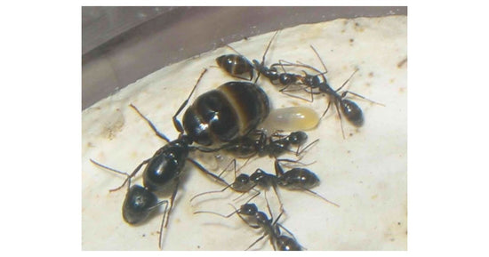 Colonia di Camponotus aethiops