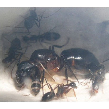 Colonia di Camponotus barbaricus