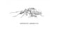 Colonia di Camponotus barbaricus