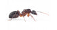 Colonia di Camponotus barbaricus