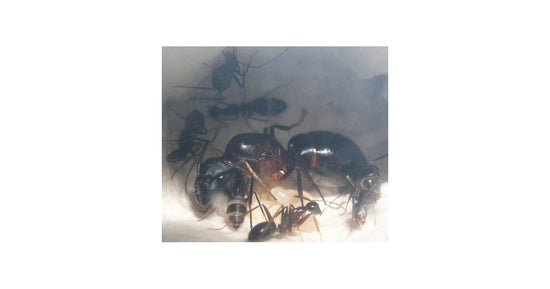 Colonia di Camponotus barbaricus