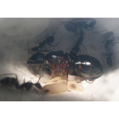 Colonia di Camponotus barbaricus