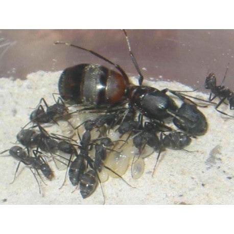 Colonia di Camponotus cruentatus
