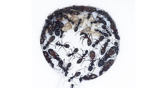 Colonia di Camponotus cruentatus