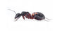 Colonia di Camponotus cruentatus