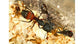 Colonia di Camponotus cruentatus