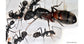 Colonia di Camponotus cruentatus