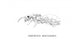 Colonia di Camponotus herculeanus