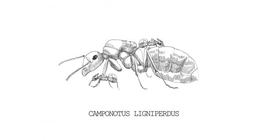 Colonia di Camponotus ligniperdus (La Più Grande)