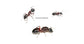 Colonia di Camponotus ligniperdus (La Più Grande)