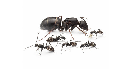 Colonia di Camponotus micans (formica argentata)