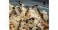Colonia di Formiche Messor barbarus con Regina (Ideale per Principianti)