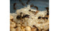 Colonia di Formiche Messor barbarus con Regina (Ideale per Principianti)