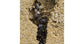 Colonia di Formiche Messor barbarus con Regina (Ideale per Principianti)
