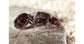 Colonia di Formiche Messor barbarus con Regina (Ideale per Principianti)