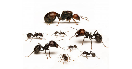 Colonia di Formiche Messor barbarus con Regina (Ideale per Principianti)