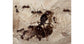 Colonia di Formiche Messor barbarus con Regina (Ideale per Principianti)