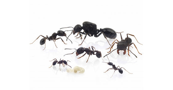 - Colonia di Formiche Messor Structor con Regina (Ideale per Principianti)