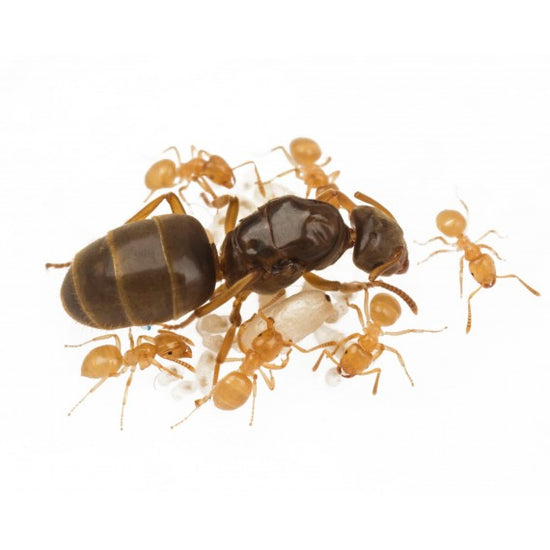 Colonia di Lasius flavus (Formica ORO)
