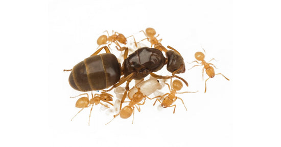 Colonia di Lasius flavus (Formica ORO)