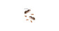 Colonia di Lasius flavus (Formica ORO)