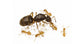 Colonia di Lasius flavus (Formica ORO)