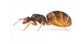 Colonia di Lasius flavus (Formica ORO)