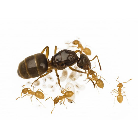 Colonia di Lasius flavus (Formica ORO)